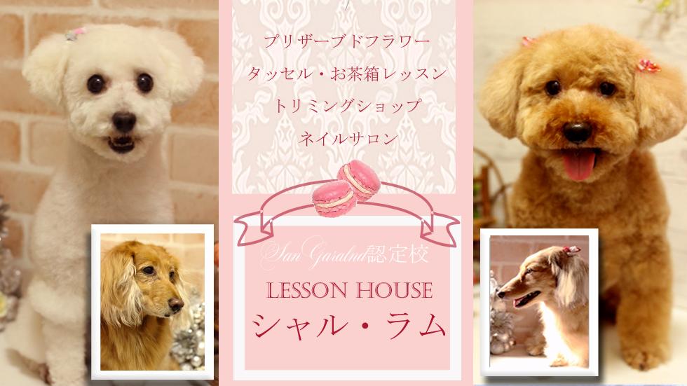 春日井市牛山町の自宅にてトリミング&ネイルサロンをしています♫ 我が家には、ゴールデンレトリバー4頭、チワワ2匹、トイプードル2匹の愛犬がいます♡