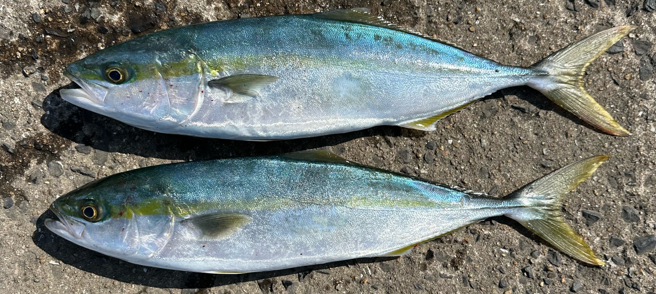 釣果速報】オフショアジギングで良型ヒラマサの期待高まる（福岡